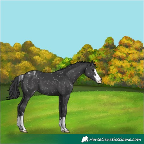 Horse Color:Black Appaloosa 