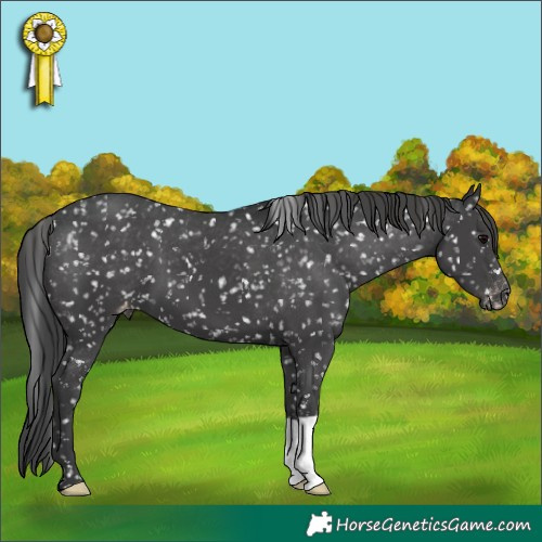 Horse Color:Black Appaloosa 