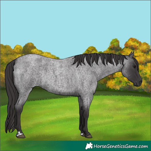 Horse Color:Smoky Blue Roan Rabicano 
