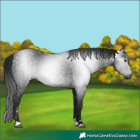 Horse Color:Gray Brown