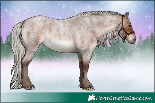 Horse Color:Silver Brown Roan