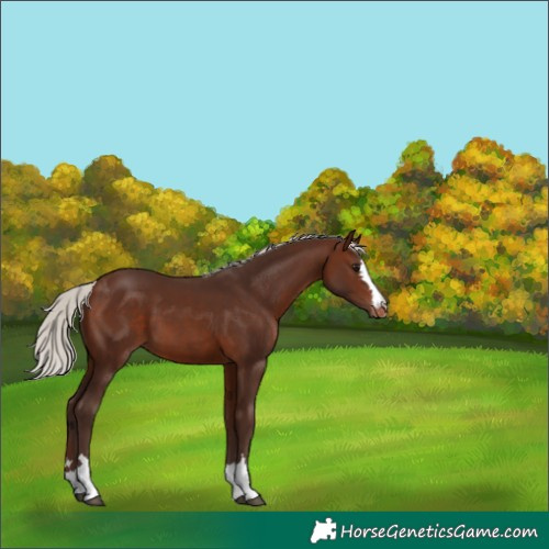 Horse Color:Silver Brown Appaloosa 