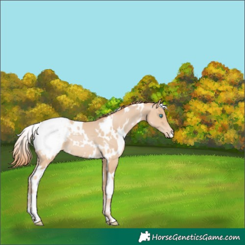Horse Color:White Spotted Buckskin Pearl Appaloosa 
