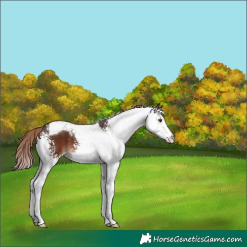 Horse Color:White Spotted Liver Chestnut Tobiano 