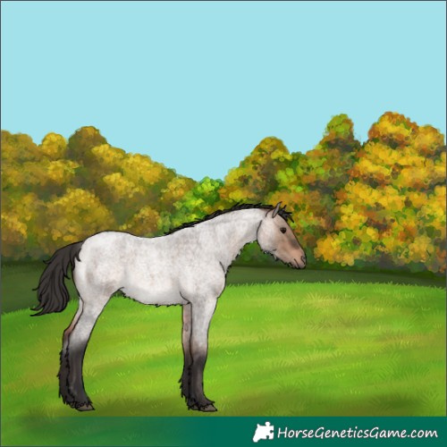 Horse Color:Brown Roan Dun 