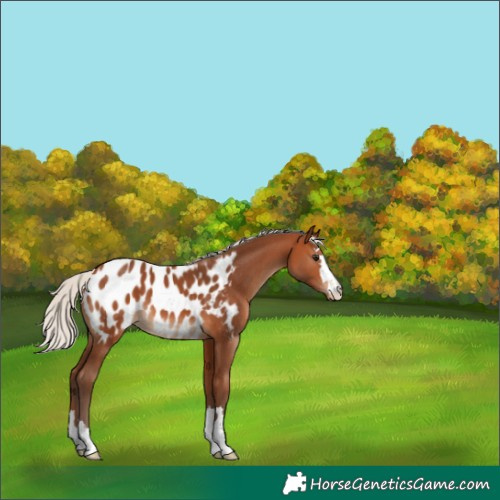 Horse Color:Silver Bay Appaloosa 