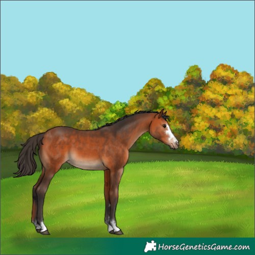 Horse Color:Bay 