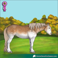 Horse Color:White Spotted Chocolate Palomino