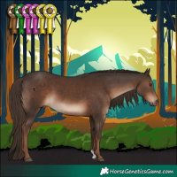 Horse Color:Liver Chestnut 