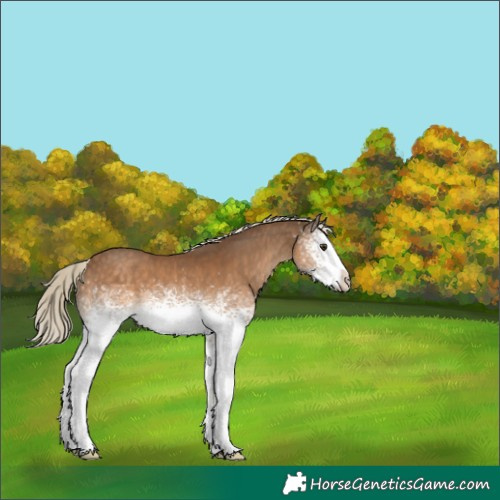 Horse Color:White Spotted Chocolate Palomino 