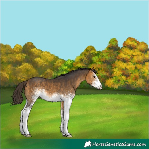 Horse Color:White Spotted Buckskin 