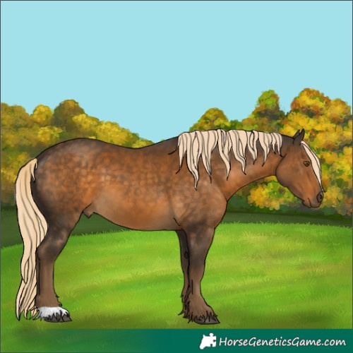 Horse Color:Chocolate Palomino 