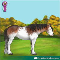 Horse Color:White Spotted Bay 