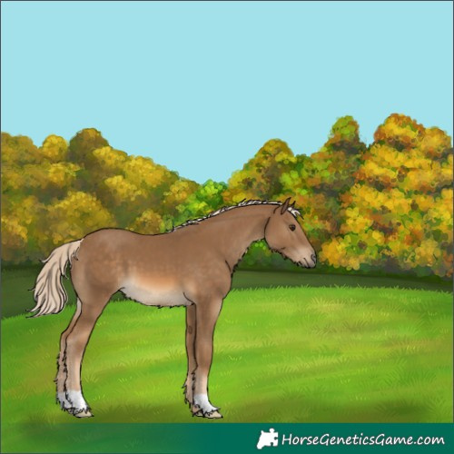 Horse Color:Chocolate Palomino 