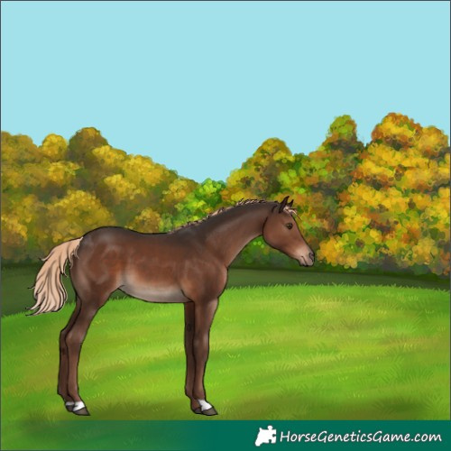 Horse Color:Liver Chestnut 