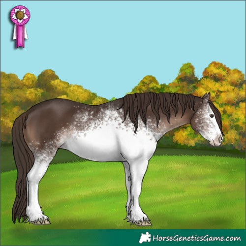 Horse Color:White Spotted Liver Chestnut 
