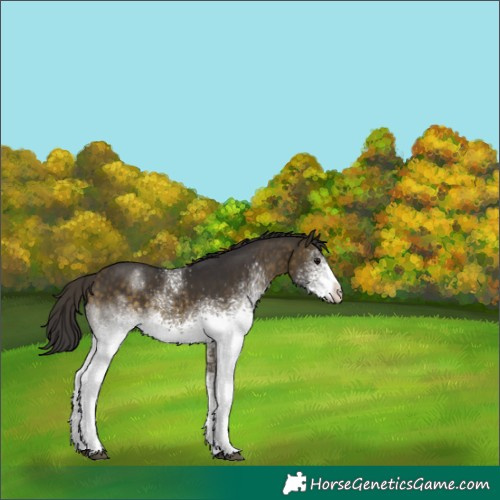 Horse Color:White Spotted Buckskin 