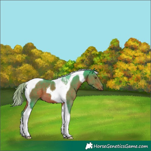 Horse Color:Watercolor Chocolate Palomino Tobiano 