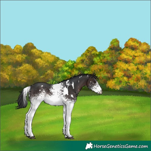 Horse Color:White Spotted Brown 