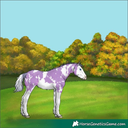 Horse Color:Watercolor White Spotted Grullo Splash 