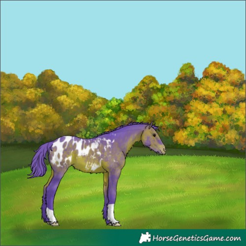 Horse Color:Watercolor Brown Appaloosa 