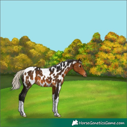 Horse Color:Gray Silver Buckskin Tobiano Appaloosa 