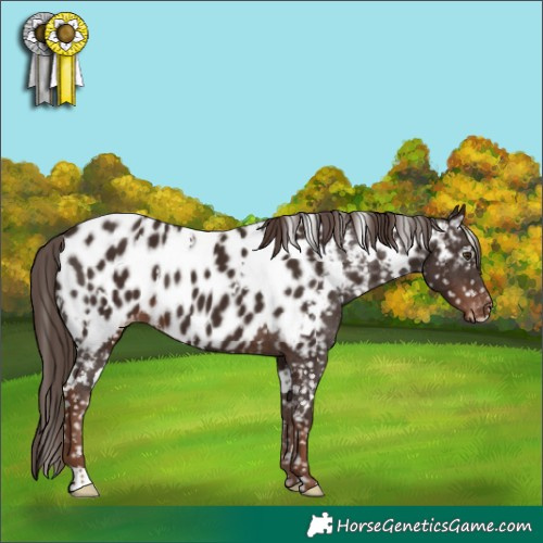 Horse Color:White Spotted Liver Chestnut Appaloosa 