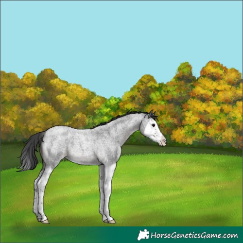 Horse Color:Blue Roan Splash 