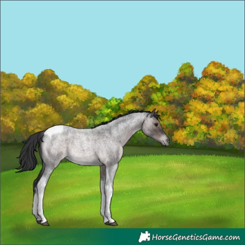Horse Color:Platinum Brown Roan Tobiano 