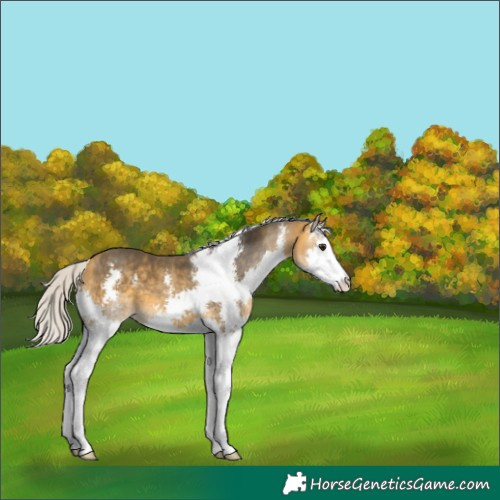 Horse Color:Silver Buckskin Sabino Splash 