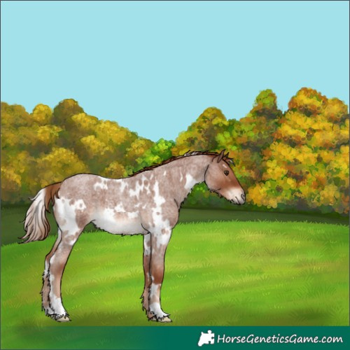 Horse Color:White Spotted Red Roan 