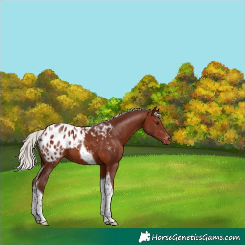 Horse Color:Chocolate Silver Brown Tobiano Appaloosa 