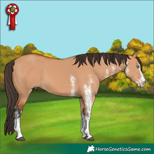 Horse Color:White Spotted Bay Dun 