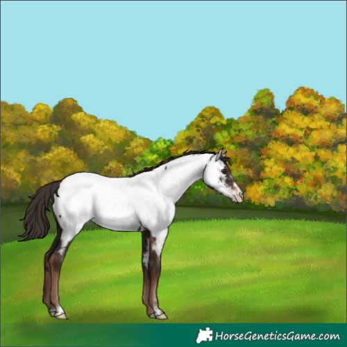 Horse Color:Liver Chestnut Frame Appaloosa 