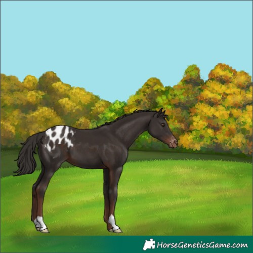 Horse Color:Liver Chestnut Appaloosa 