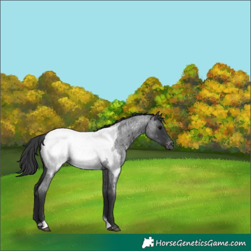 Horse Color:Blue Roan Tobiano Appaloosa 