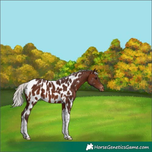 Horse Color:Silver Brown Tobiano Appaloosa 