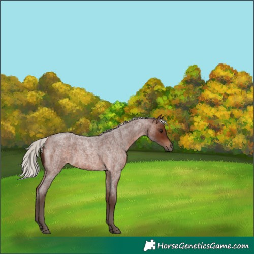 Horse Color:Silver Brown Roan 