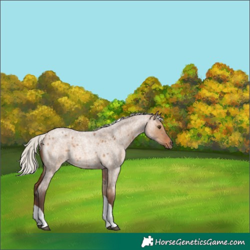Horse Color:Silver Brown Roan Dun Tobiano Rabicano 