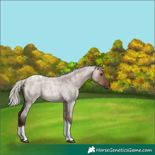Horse Color:Silver Brown Roan Dun Tobiano Rabicano 