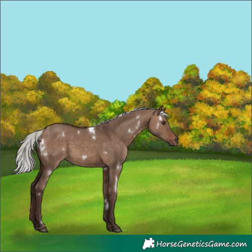 Horse Color:White Spotted Silver Brown Dun Rabicano 