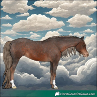 Horse Color:Liver Chestnut Appaloosa 