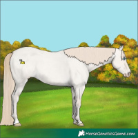 Horse Color:Smoky Creme Roan Dun 