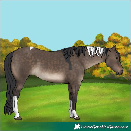 Horse Color:Brown Dun Tobiano 