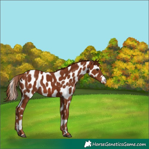 Horse Color:Chestnut Appaloosa