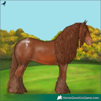 Horse Color:Chestnut Appaloosa