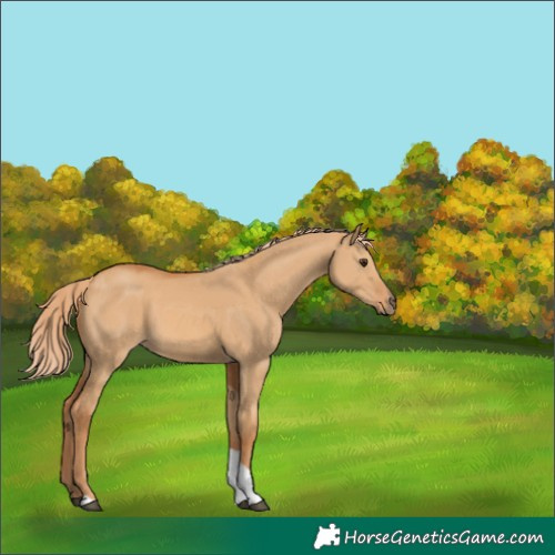 Horse Color:Red Dun Tobiano 