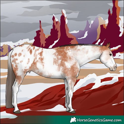 Horse Color:White Spotted Bay Appaloosa 