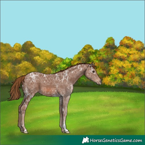 Horse Color:Chestnut Ice 