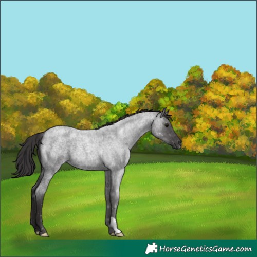 Horse Color:Smoky Blue Roan